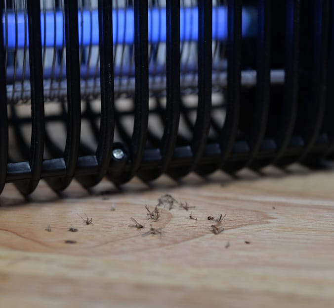 Mosquitoes and the Desert Monsoons A Surprising Connection